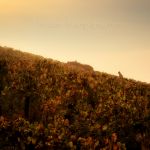 Colline Corton 8583-c.jpg